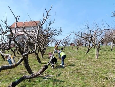 Gupčev voćnjak