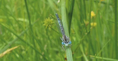 Bioraznolikost za zdrav planet